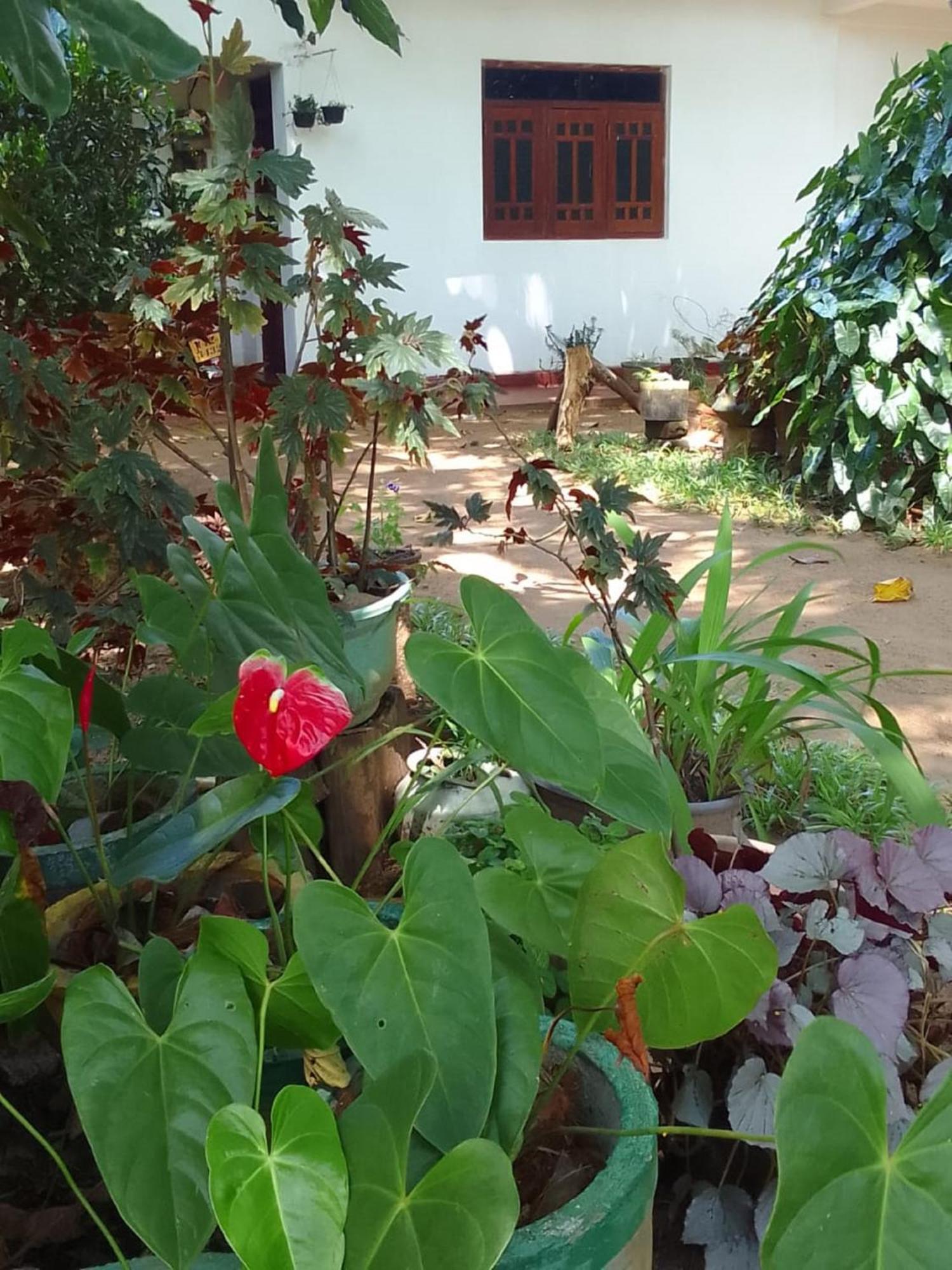 Winstar Homestay 锡吉里亚 外观 照片